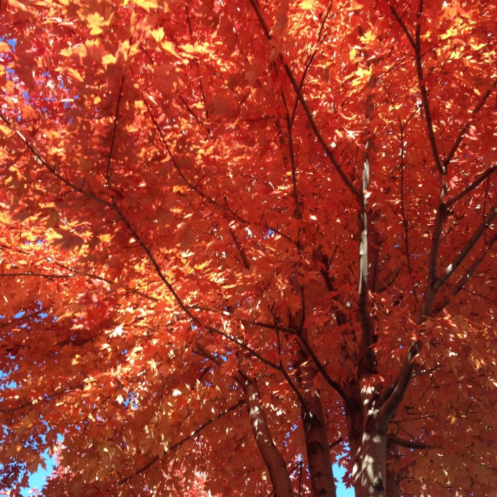 Autumn Blaze Maple - a gorgeous, full tree with blazing orange leaves. A common tree in high desert landscaping.