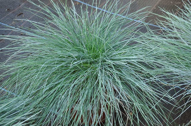 Blue Fescue plants have long, thin strands of leaves and are common in high desert locations.