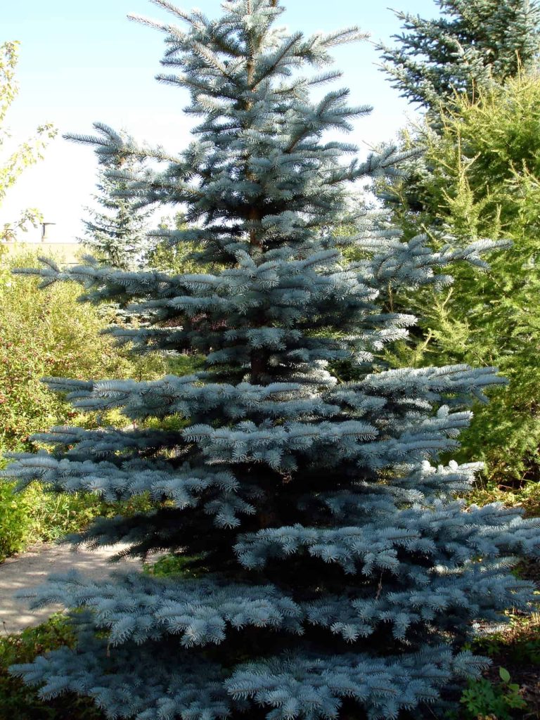 Blue Spruce trees are common in high desert landscaping - this fir is full and healthy, with stunning blueish green pines.