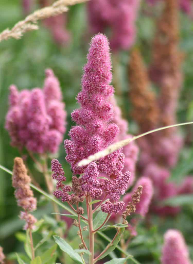 Douglas Spirea plants are bunches of pink spores that grow from branches. These plants are commonly found in high desert landscaping.