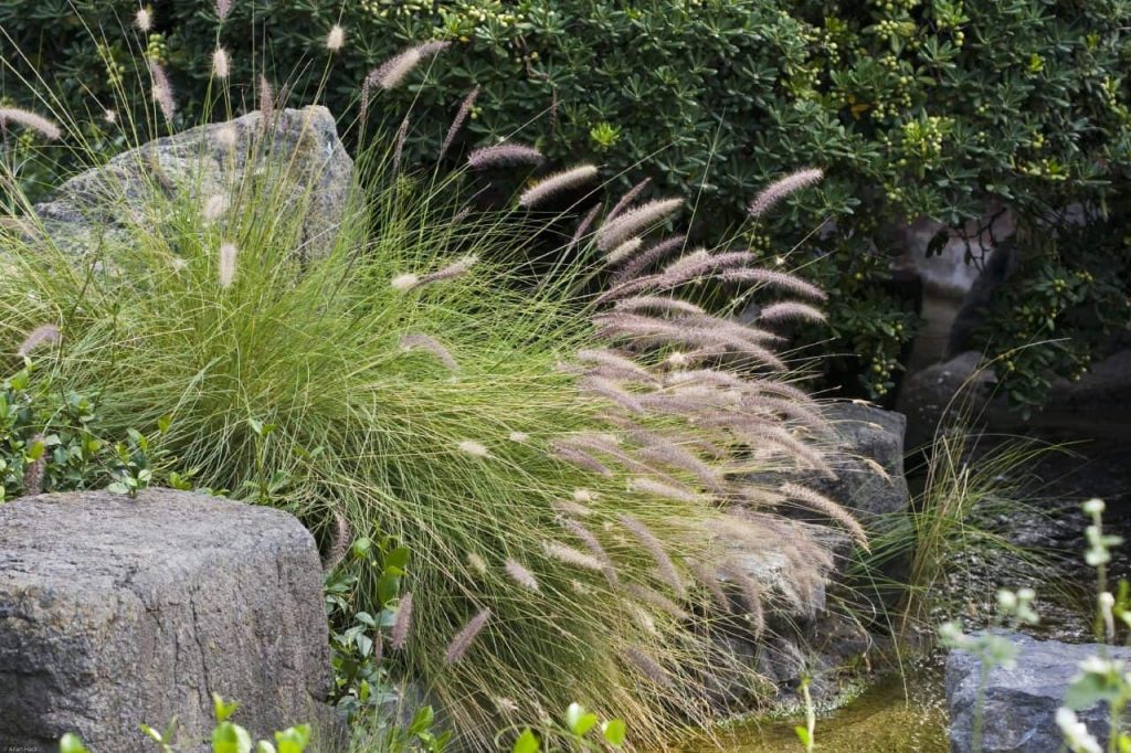 Fountain Grass plants are quite common in high desert environments and seed freely in most landscaping.