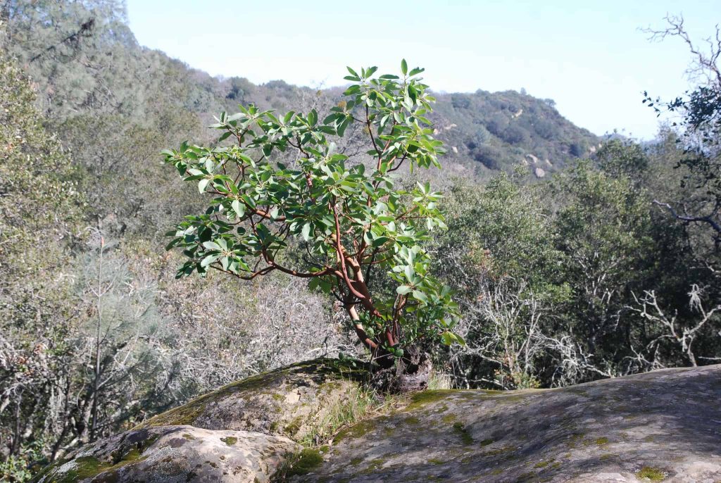 Greenleaf Manzanita often grows in high desert environments. The full green leaves grow from branches covered in detailed bark, in unique shapes.