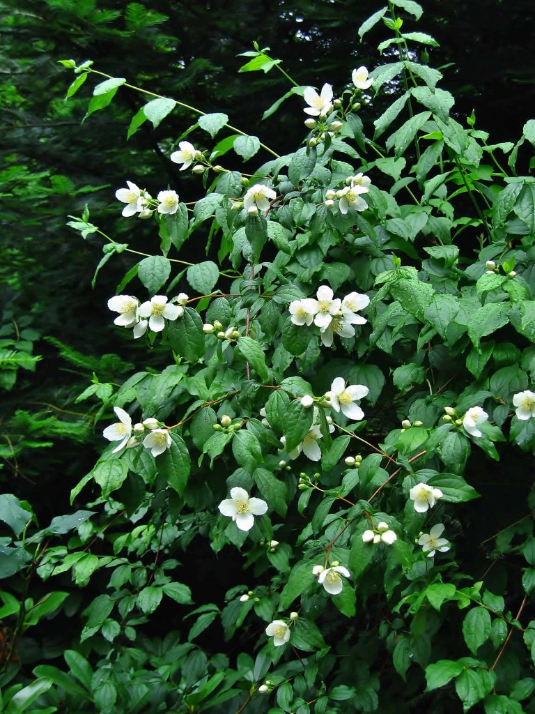 Mock Orange plants - small white flowers with yellow centers, surrounded by green leaves - are common plants found in high desert landscaping, like in Central Oregon.