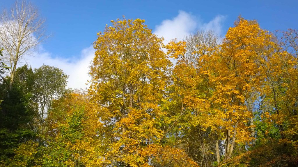 Norway Maple trees are often found in high desert landscaping. These trees are full, tall trees with stunning yellow and green leaves.