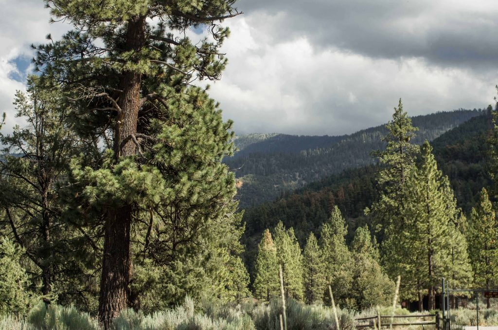 Gorgeous Ponderosa Pine trees grow on the mountainside of Mount Pinos.