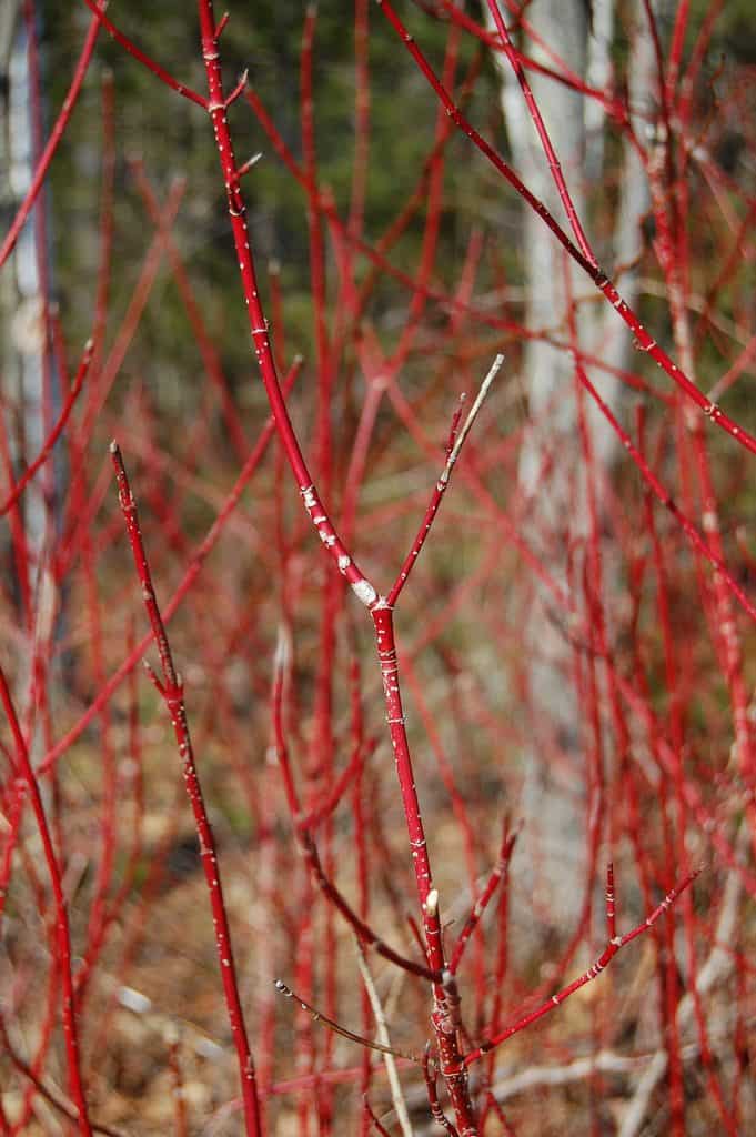 Red Twig Dogwood are red bark-covered branched often found in high desert landscaping in places like central Oregon.