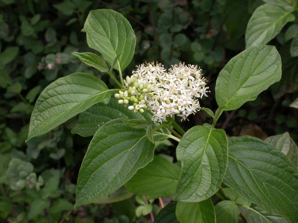 Redtwigdog plants - small white flowers surrounded by green leaves, are common plants found in high desert landscaping.