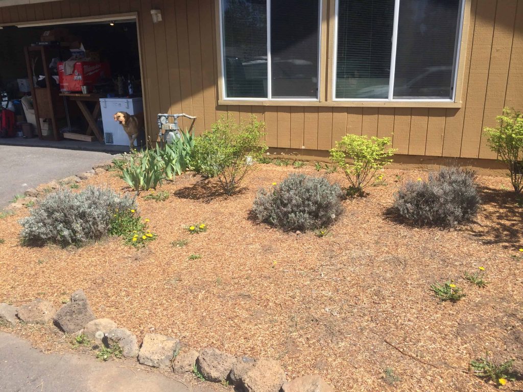 Read about the simple solution into transforming this flower bed!!