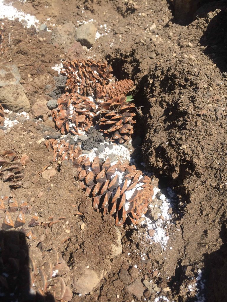 pine cones, small rocks, and other drainage materials covered with dirt before adding the succulents to the garden bed