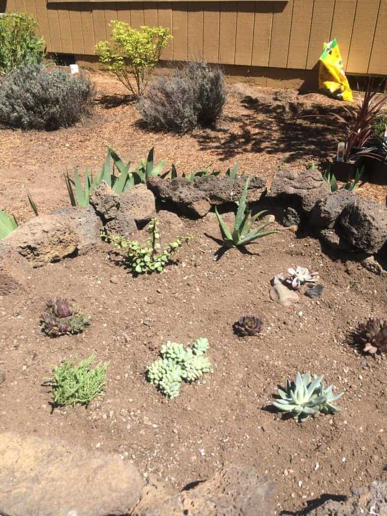 small succulents planted in a garden bed surrounded by lava rocks