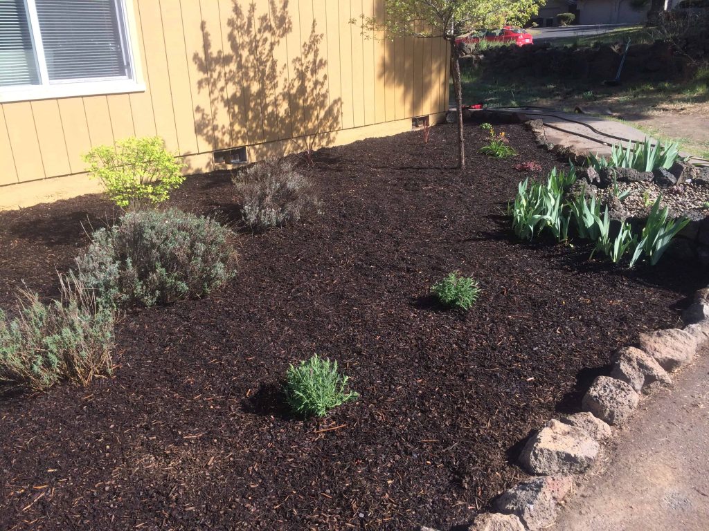 a patch of dirt and mulch with a few scattered plants in front yard