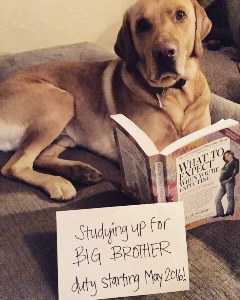 A cute pregnancy announcement featureing your dog! Pregnancy Announcement with yellow lab dog laying on pillow reading what to expect when you're expecting book with sign that says studying up for big brother duty starting May 2016