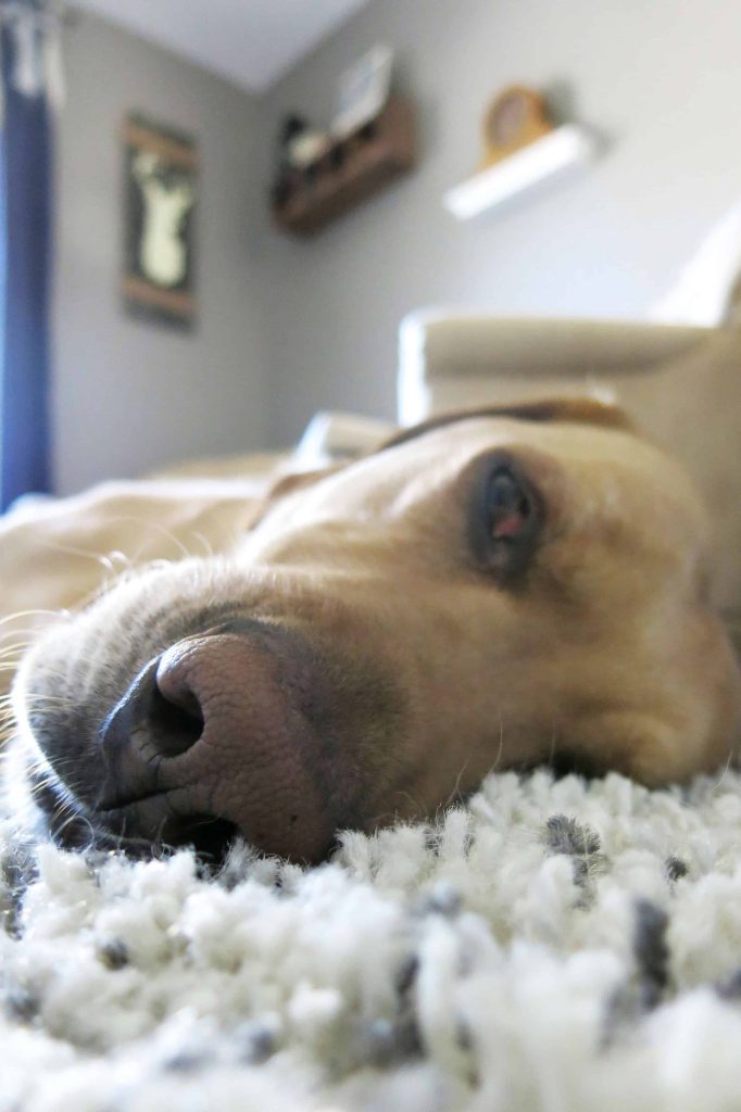 close up of a sleepy dog's face laying on a shaggy carpet