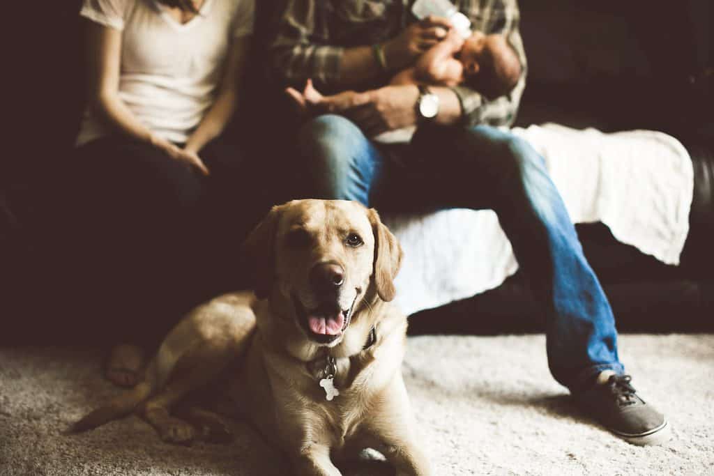 Yellow lab in front of family sitting on couch feeding newborn baby a bottle