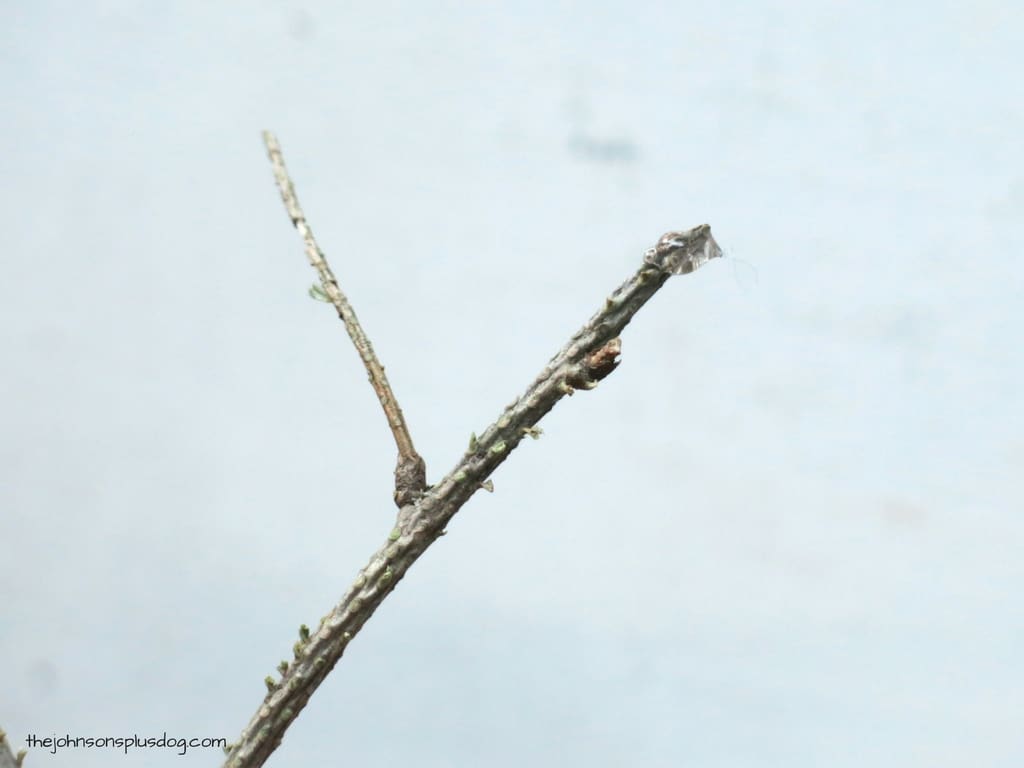 This twig has a dab of hot glue on the end, which will secure the faux cotton ball bloom to the end of the twig