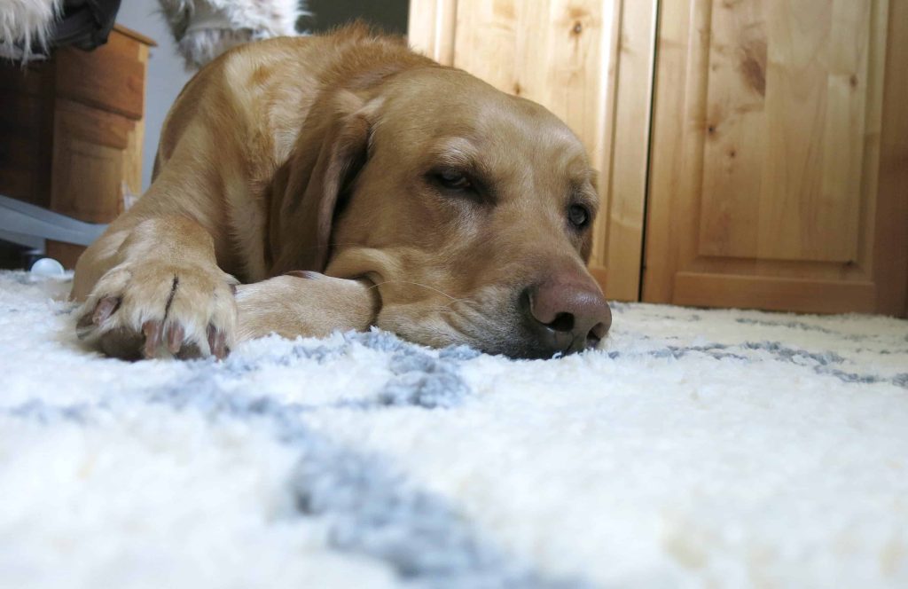 The family dog is napping on the job in my newly decorated home office