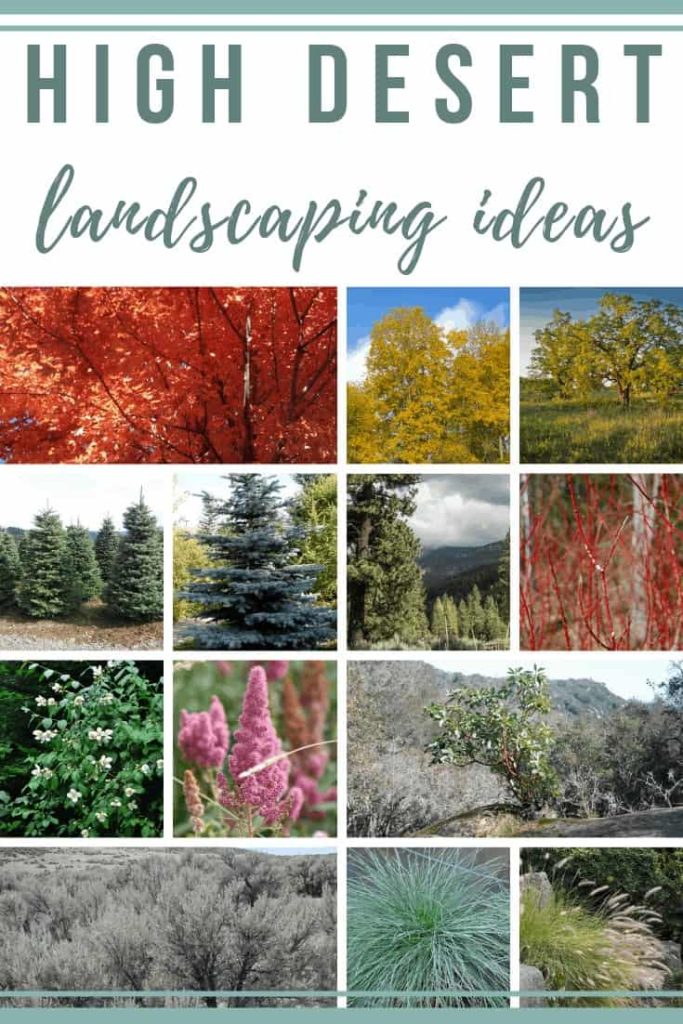 Collage of autumn blaze maple, Norwar maple emerald queen, bur oak, Douglas fir, blue spruce, ponderosa pine, red osier dogwood, mock orange, Douglas spirea, greenleaf manzanita, big sagebrush, blue fescue, and fountain grass with text overlay that says High Desert Landscaping Ideas.