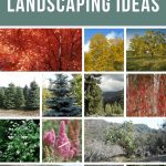 Collage of autumn blaze maple, Norwar maple emerald queen, bur oak, Douglas fir, blue spruce, ponderosa pine, red osier dogwood, mock orange, Douglas spirea, greenleaf manzanita, big sagebrush, blue fescue, and fountain grass with text overlay that says 13 High Desert Landscaping Ideas.