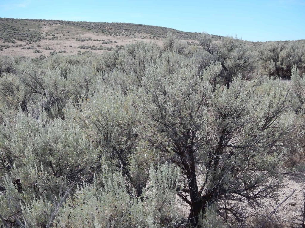 Big Sagebrush bushes are often found in high desert environments and landscaping in areas like Bend, Oregon.