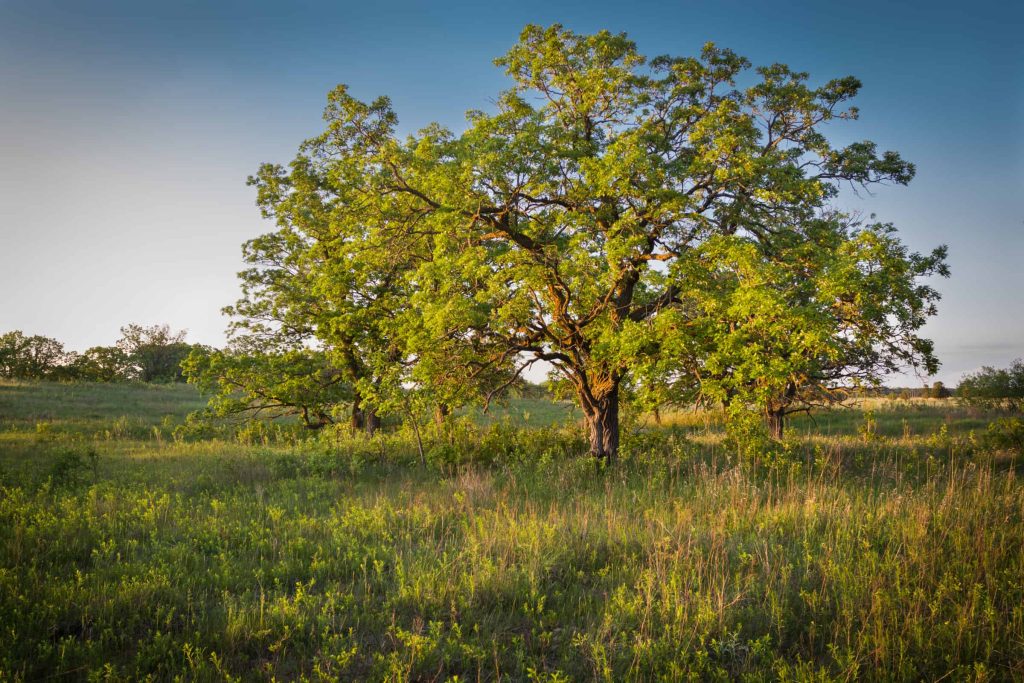 Bur Oak trees are often found in Central Oregon, in high desert landscaping. These trees are large, spread out trees with full branches and green leaves in the summer.