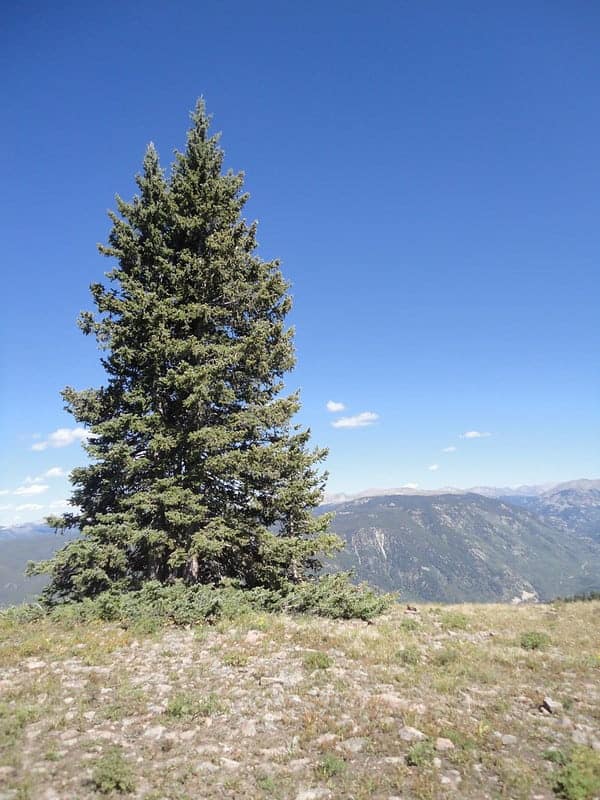 Douglas fir trees thrives in high desert landscaping, like central Oregon.