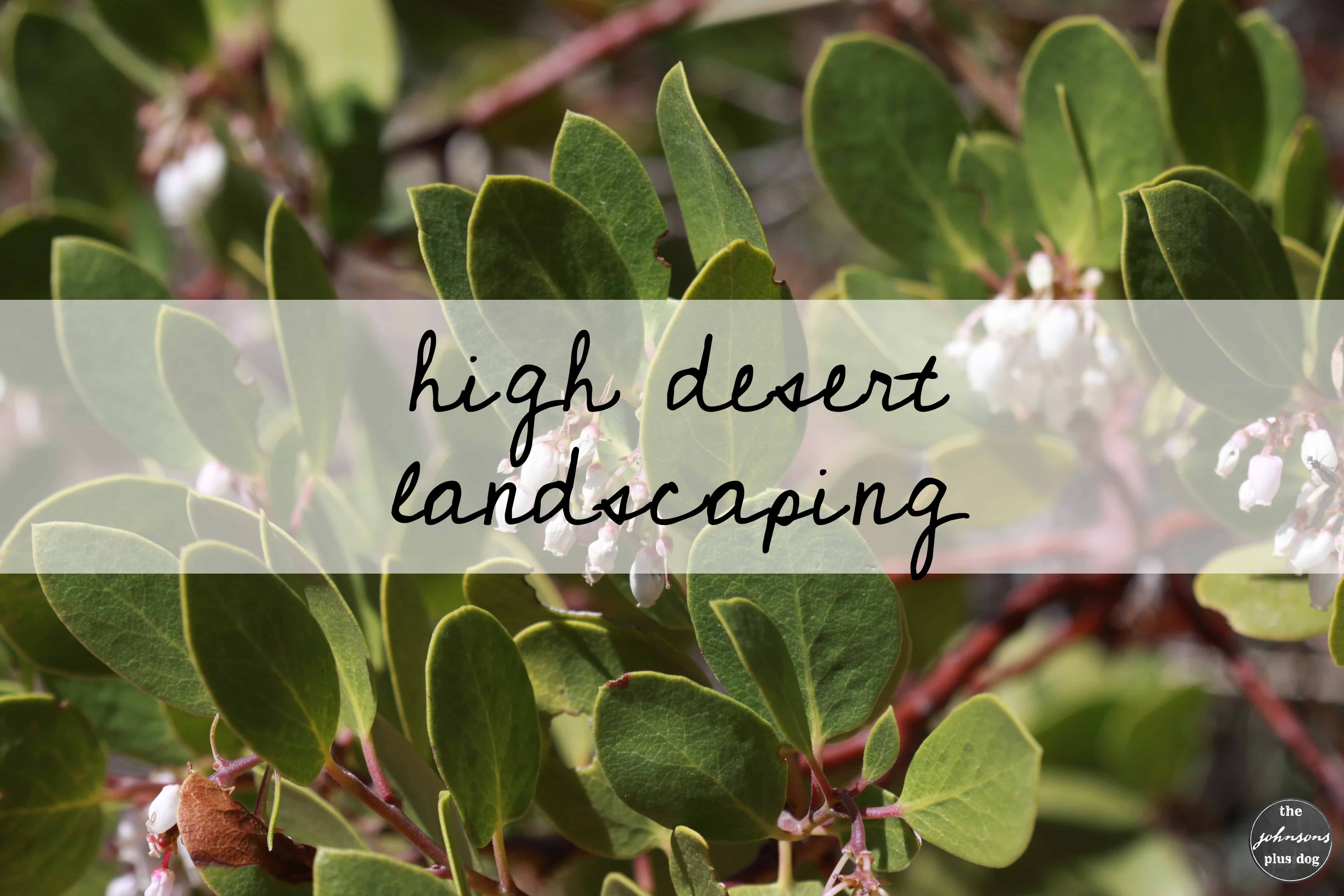 High Desert Landscaping Ideas Making Manzanita