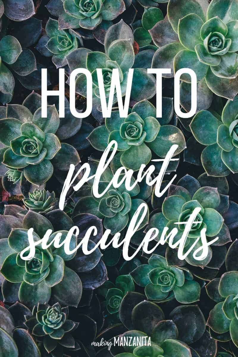 How to plant succulents | Succulent growing tips | How to plan succulents outside | How to create a succulent garden | Growing succulents outside | Succulent planting tips | How to grow succulents | Tips to keep succulents healthy | DIY Succulent planter | Planting succulents