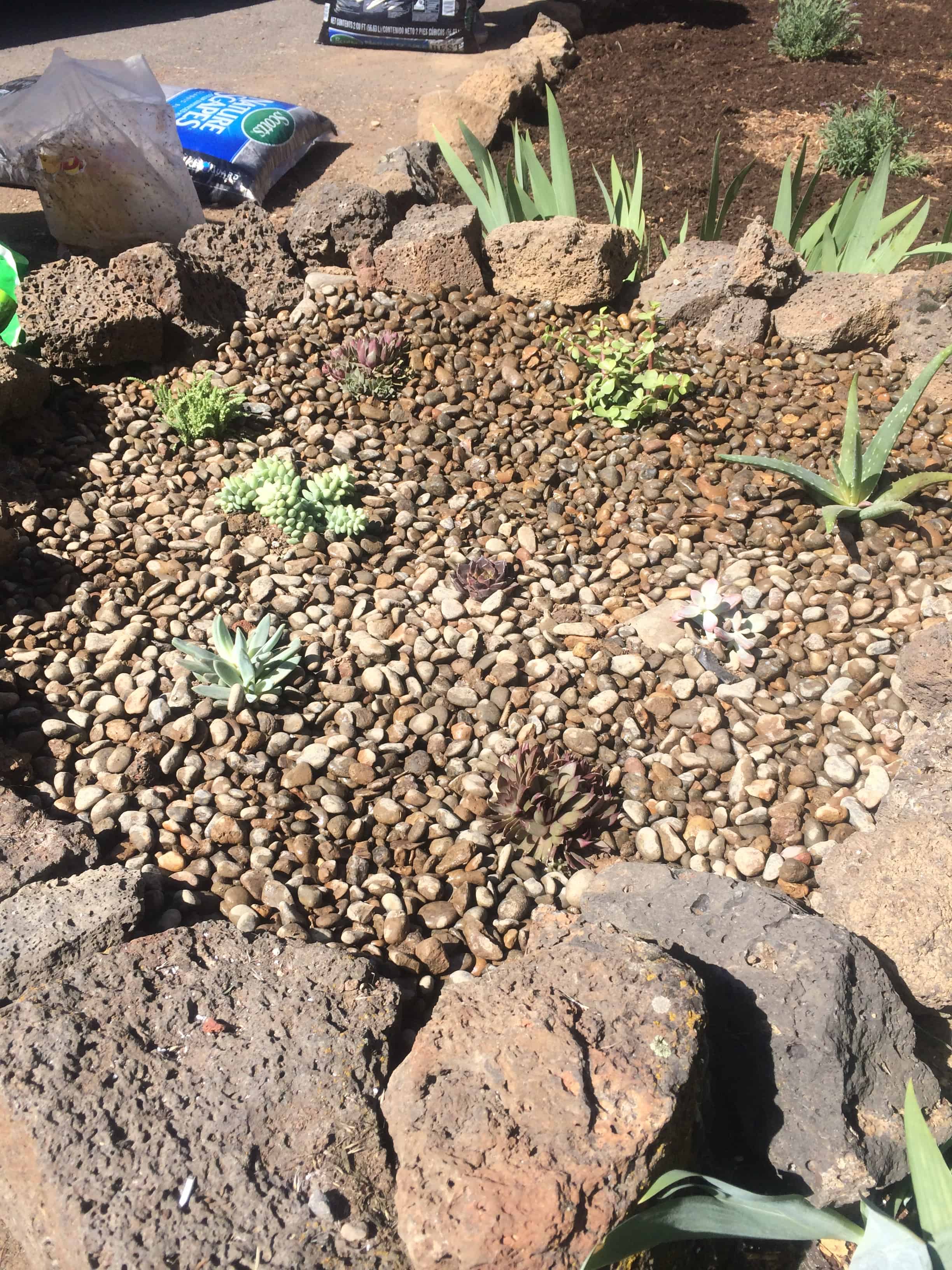 Planter bed outside our first fixer upper home with river rocks and freshly planted succulents.