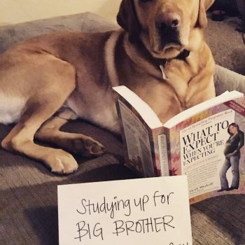 Pregnancy Announcement with Dog