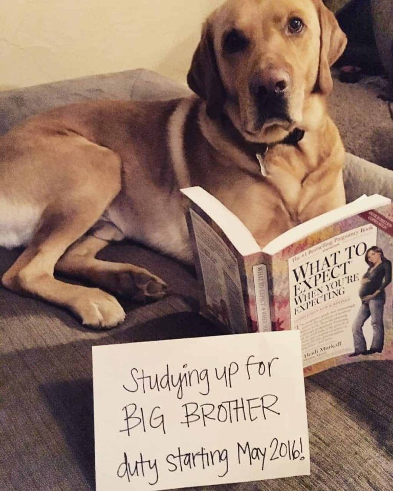 Pregnancy Announcement with Dog