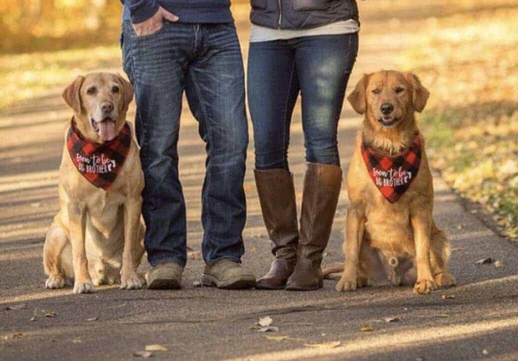 Two golden retriever dogs sitting on ground next to their human mom and dad with red and black plaid bandanas that say soon to be big brother is a cute way to make a pregnancy announcement with your dogs
