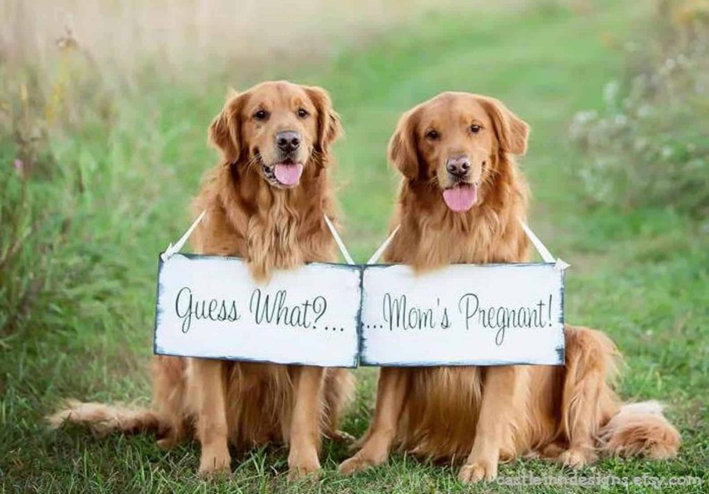 Super Cute Pregnancy Announcements with Dogs Making Manzanita
