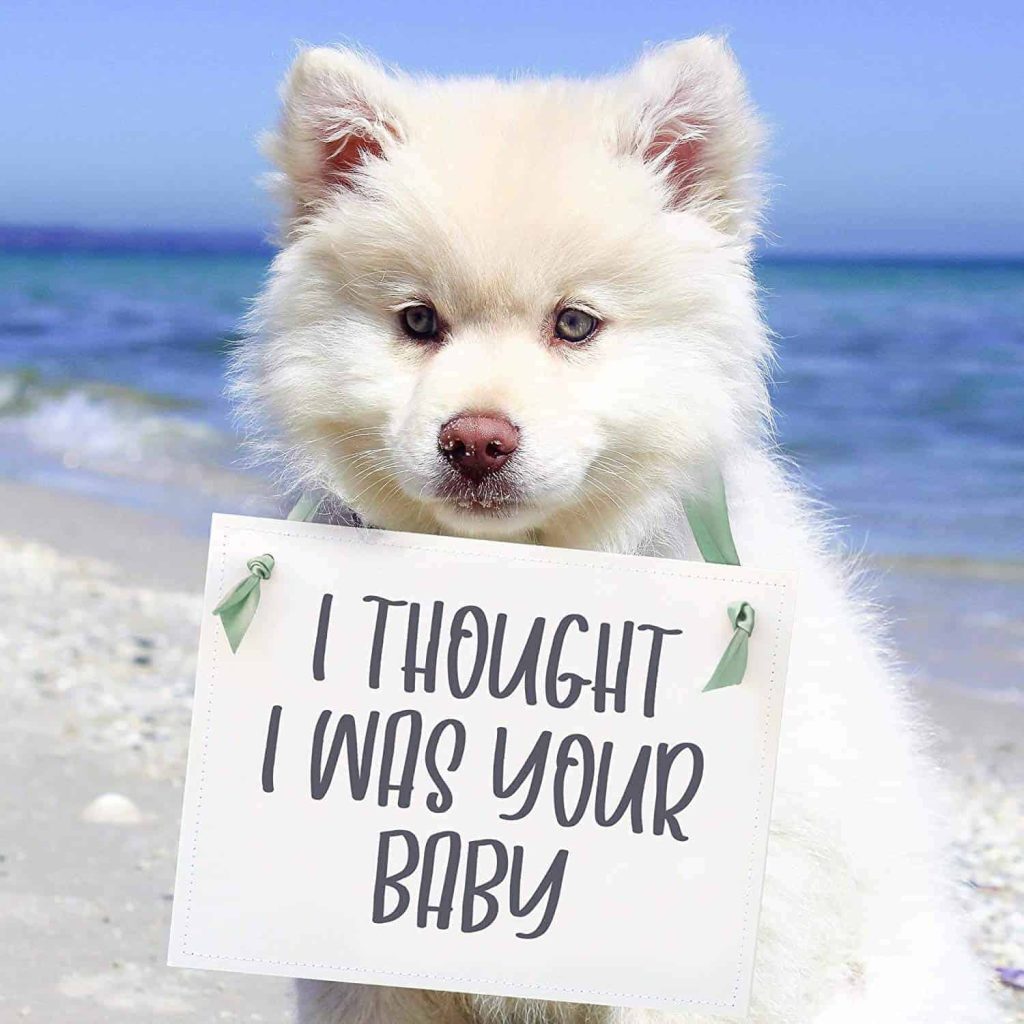Super Cute Pregnancy Announcements with Dogs Making Manzanita