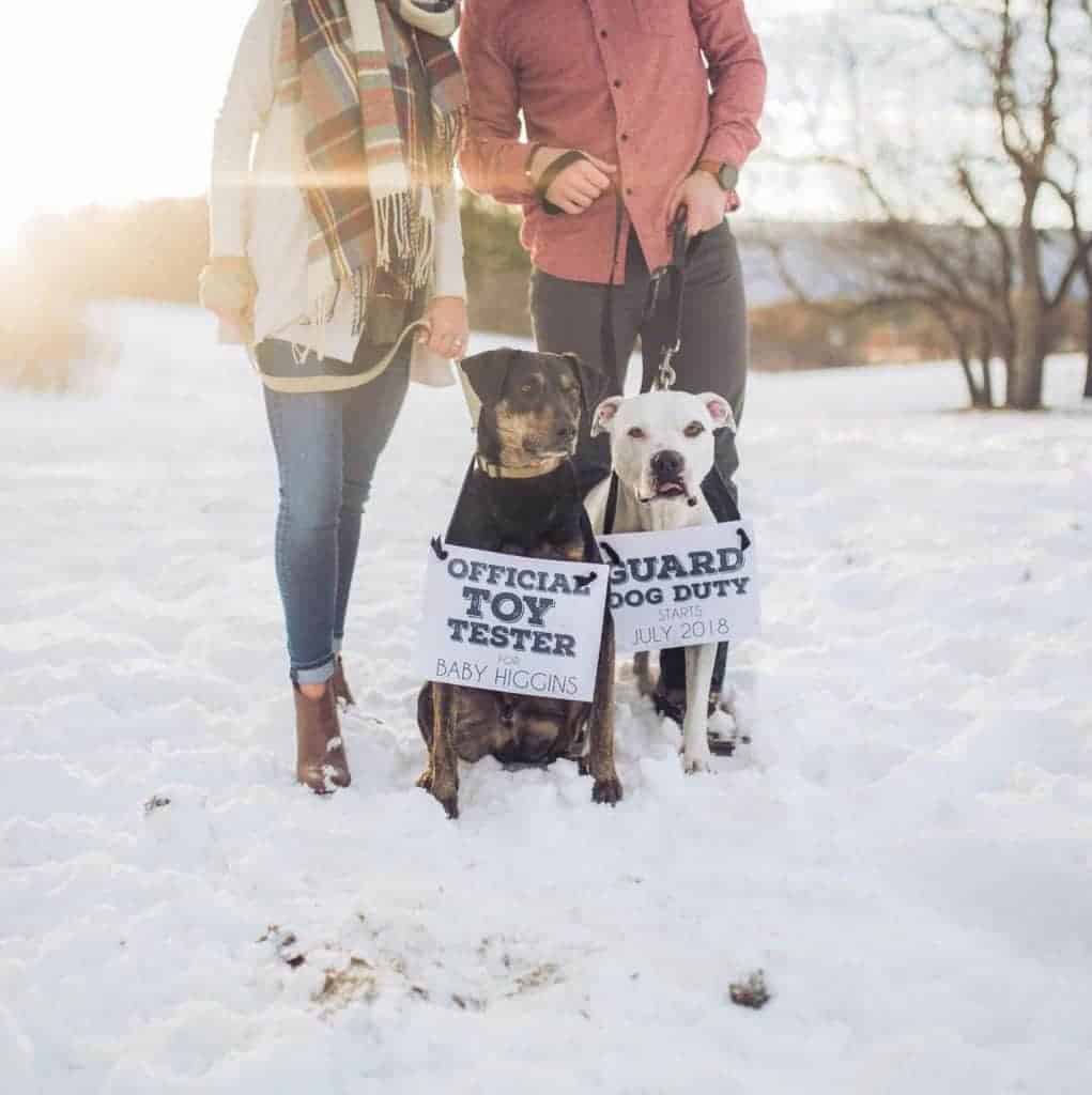 Two dogs in the snow in front of their human mom and dad wearing signs that say official toy tester for baby and guard dog duty starting on due date. This is a super cute pregnancy announcement featuring dogs