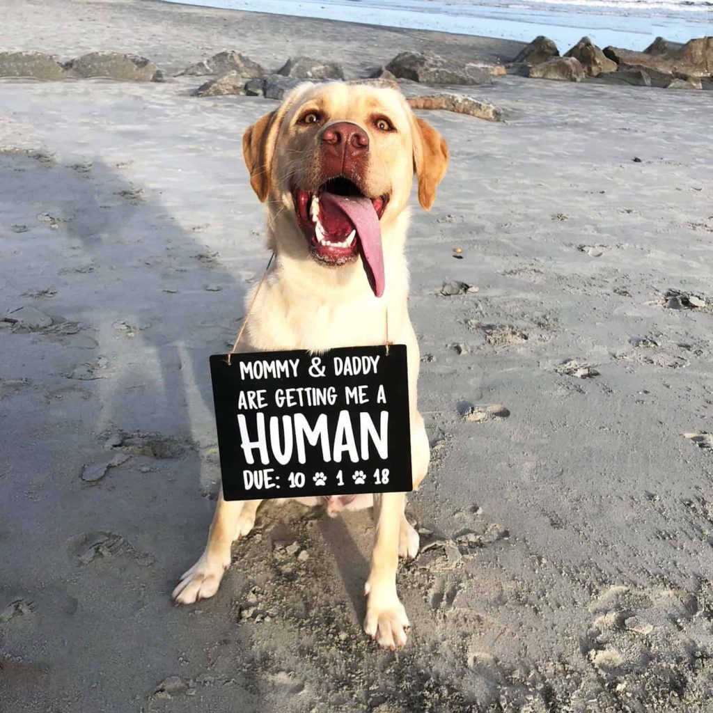 This pregnancy announcement with a dog features a Yellow lab dog on beach with waves in background wearing a white and black sign that says mommy and daddy are getting me a human with due date