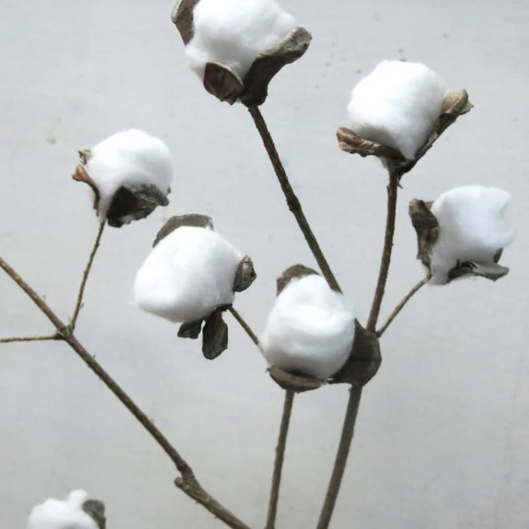 DIY Cotton Stems for  with Farmhouse Style
