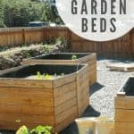 Side by side tall waist high cedar raised garden beds in the backyard with text overlay that says diy garden beds