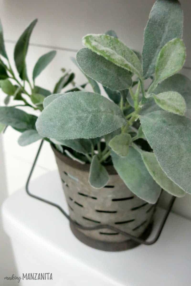 A close up look at the fuzzy texture of the lamb's ear leaves; this plant sits in a galvanized bucket on the back of the toilet in our farmhouse style bathroom.