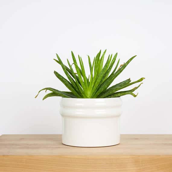 https://www.makingmanzanita.com/wp-content/uploads/2018/02/white-modern-planter-pot.jpg