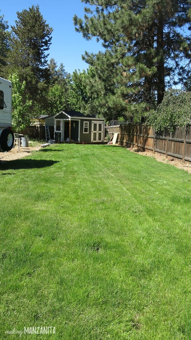 A photo of our backyard, with fresh green grass in the foreground and a small green and white shed tucked under some spruce trees in the background.