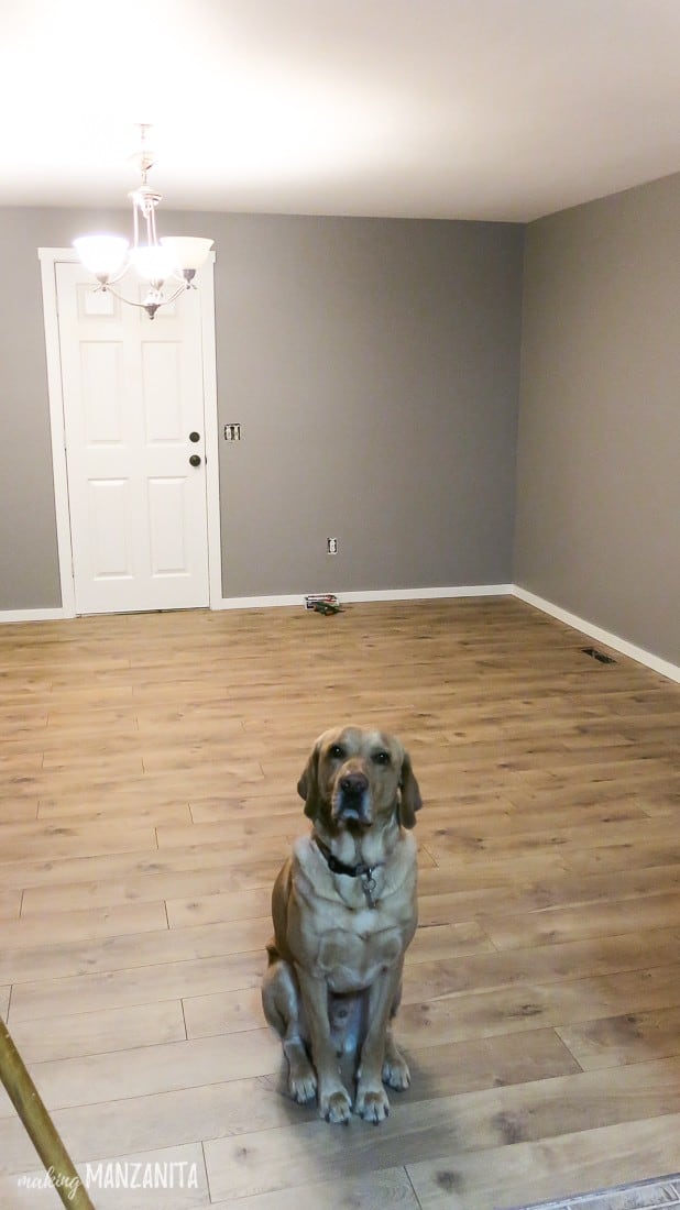 A large dog sits on newly installed laminate flooring in a large room with gray walls.