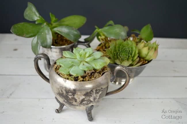 Vintage silver turned into succulent planters 