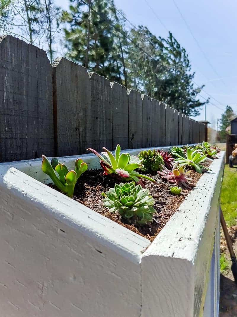 A closer look at the "live roof" of out outdoor chalkboard box - a long planter filled with succulents.