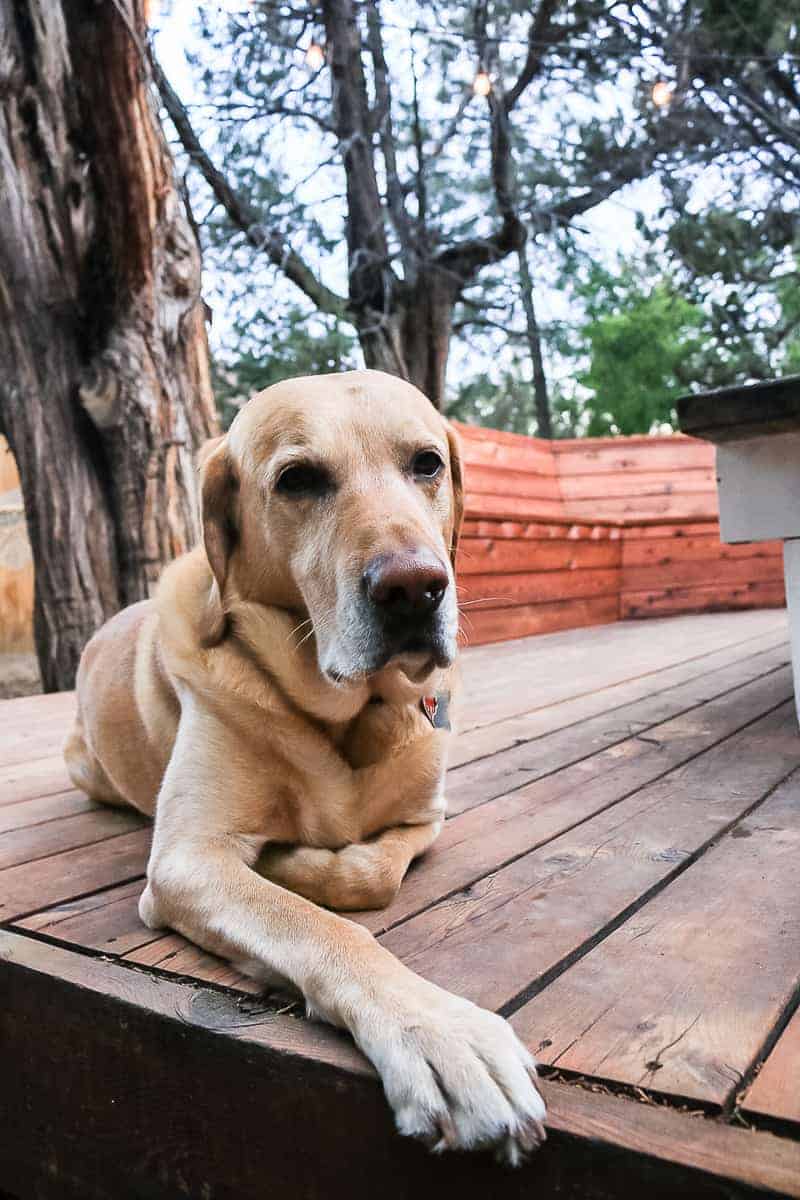 Dog relaxing on the deck
