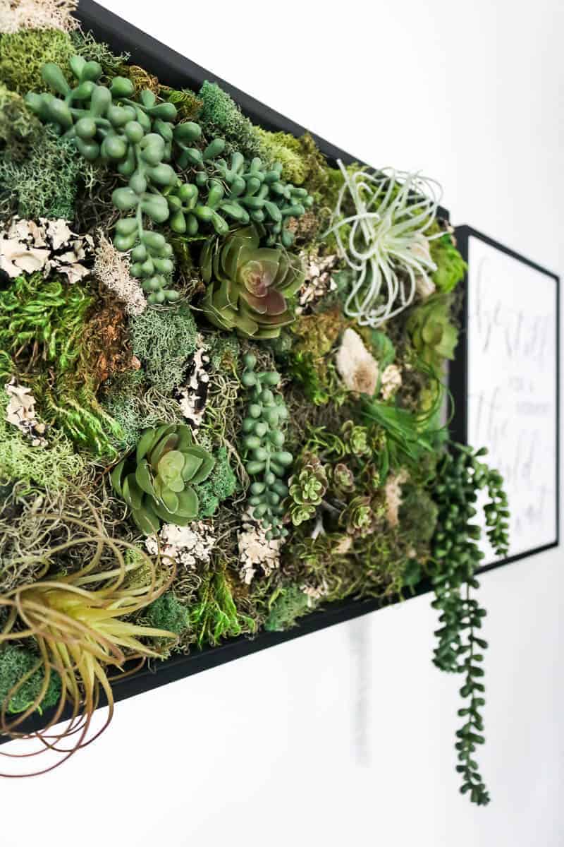 Close up shot of vertical garden full of fake succulents and moss in black frame on white wall