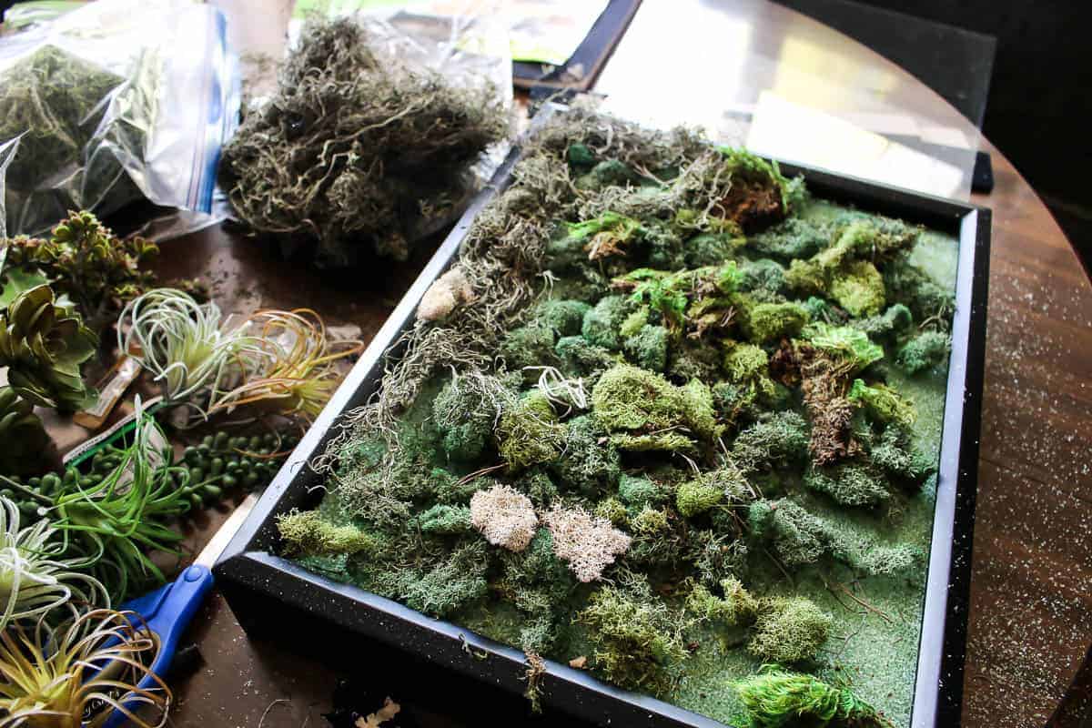 Filling a black framed shawow box with floral foam, preserved moss, and faux succulents to create fun and creative fake succulent wall art