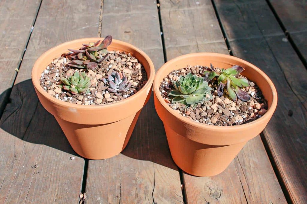 Two succulents in terracotta pots.