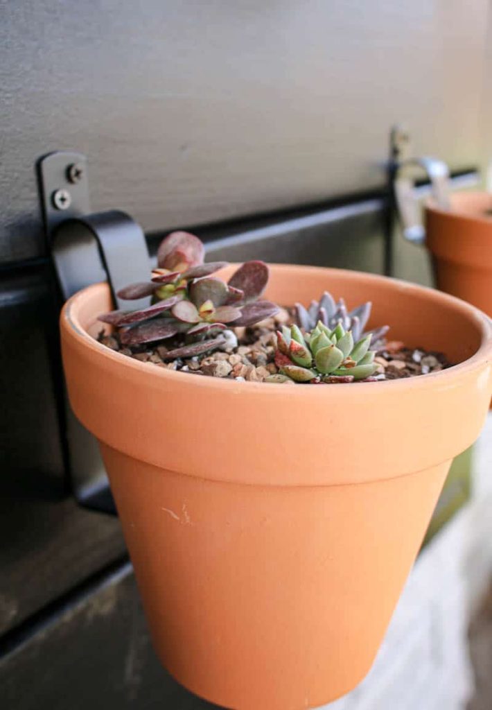 a up close picture of a succulent in a terracotta pot hanging on a black wooden planter wall