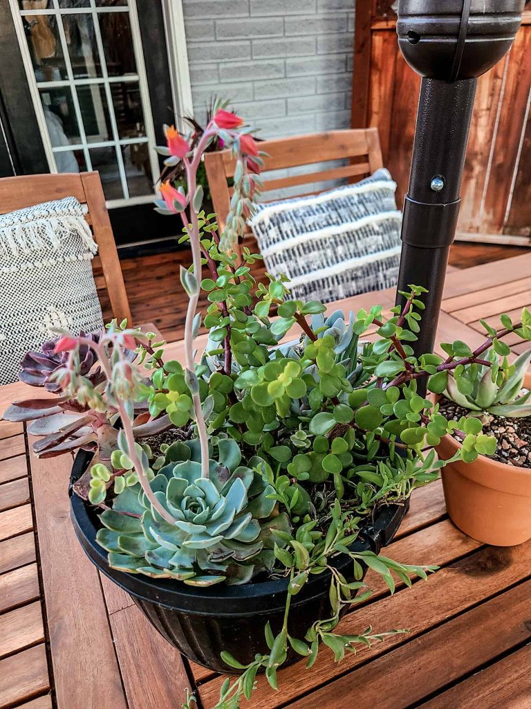 Adding potted plants and succulents is an easy way to freshen up a cozy patio space.