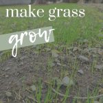 shows grass sprouts growing with overlay text that says how to make grass grow